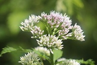 2014.6.25 26   安曇野 086 (2).jpg