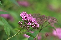 2014.6.25 26   安曇野 130 (2).jpg