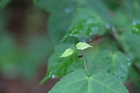 2014.6.25 26   安曇野 150 (2).jpg