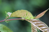 2014.6.25 26   安曇野 184 (2).jpg