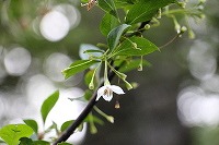 2014.6.25 26   安曇野 191 (2).jpg