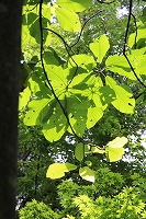 2014.6.25 26   安曇野 223 (2).jpg